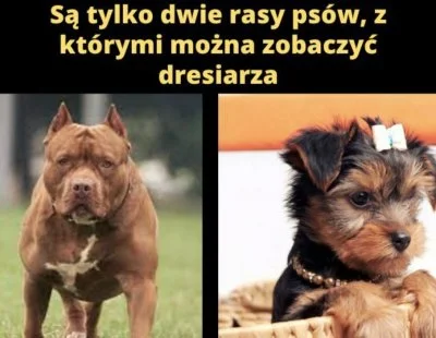 Wincyyyyj - jeszcze dodałbym rottweiler
#psy #pies #zwierzaczki