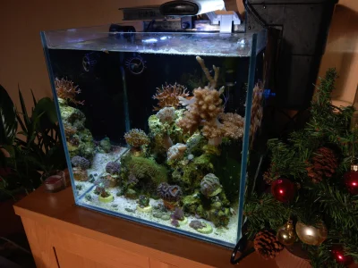 Imnotokej - Świąteczna wersja mojego bagna z słoną wodą 
#morskibaweu

#akwarium #...