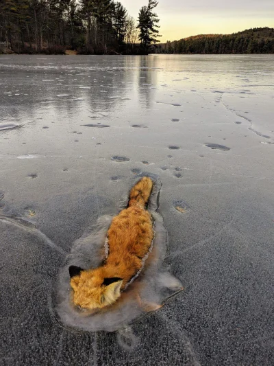 cheeseandonion - >A Fox frozen forever in time after falling underneath the ice. Leom...