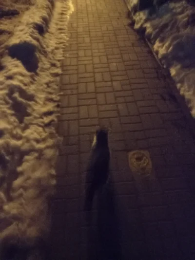 bArrek - Spotkałem kotecka i sb spacerujemy ʕ•ᴥ•ʔ
