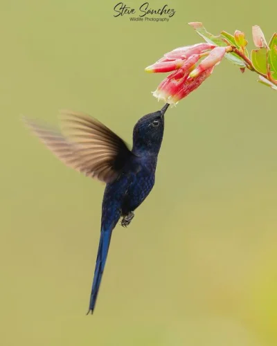 Lifelike - Lordzik królewski (Heliangelus regalis)
Autor
#photoexplorer #fotografia...