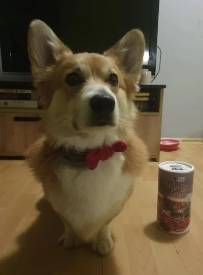 lalalama - Bonjour! ja na ucztę!

#pokazpsa 
#zwierzaczki 
#corgi