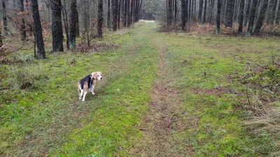 pekas - #pokazpsa #beagle #psy #spacer


Świeże powietrze i piękne okoliczności przyr...