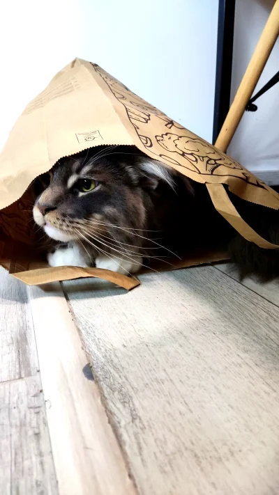 yeloneck - Kotuś znalazł porzucona torbę po zakupach :3
#pokazkota #koty #kot
