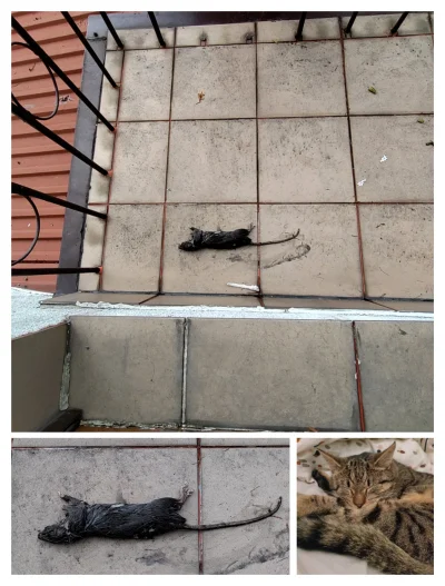 adreno420 - Mój kot przyniósł takiego szczura na mój balkon, gdzie czekał żebym wpuśc...