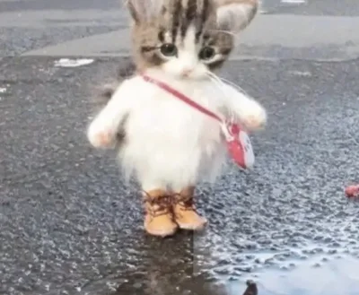 Snegzam - кот