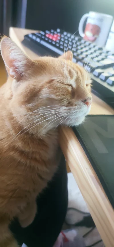 WideOpenShut - Kitku jest przemęczony pracą zdalną. Aż zasypia przy biurku ʕ•ᴥ•ʔ
#kot...