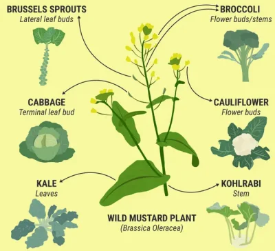 uirapuru - Wiedzieliście, że aż 6 różnych warzyw dostępnych w warzywniaku to tak napr...