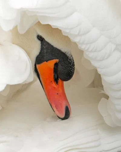 Lifelike - Łabędź niemy (Cygnus olor)
Autor
#photoexplorer #fotografia #ornitologia...