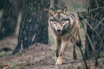 BaronAlvon_PuciPusia - Ktoś zastrzelił i zakopał dwa wilki. Przypadkowe odkrycie w le...