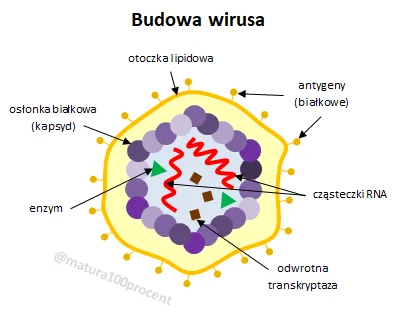 MalyBiolog - @wylisiony_afrowiorek: czemu nie? 

Wirus składa się z kwasów nukleino...