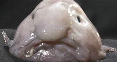 Sig_mar - @Sabuch1491: Nie znacie się, to jest Blobfish ( ͡° ͜ʖ ͡°)