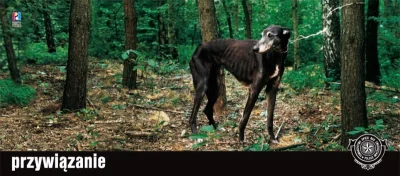 czekerout - Czas ponownie wznowić akcję. 

Pies faktycznie został znaleziony w lesie,...