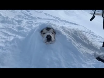baronio - @zolgar: co pies, to obyczaj - jedne trzeba otulic kocem, a inne...sniegiem...