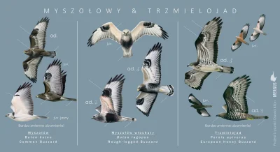 Lifelike - #graphsandmaps #nauka #biologia #ornitologia #ptaki #infografika