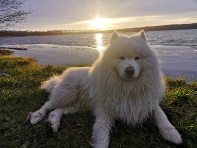 SkonyM - Czy samoyedziarze polecają fajną kwaterę w górach miłą zwierzętom na wypad z...