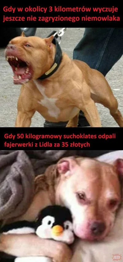 BezDobry - #sylwester #psy #takaprawda #heheszki #humorobrazkowy