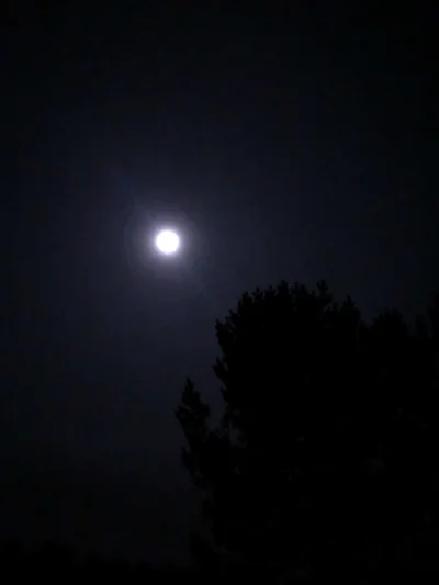 B.....o - Tylko chłop, księżyc i las jest tej nocy z chłopem 
#wykopzsylwestrem #sylw...