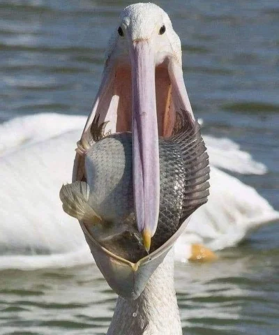 cheeseandonion - #pelikany