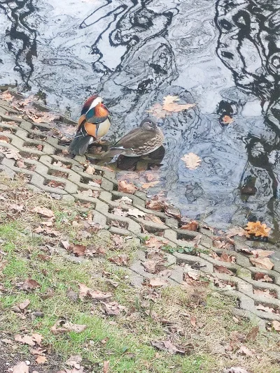 Poldek0000 - @szklo-na-warsztacie: tutaj pani mandarynka?