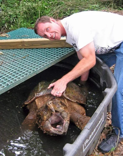 didolo03 - #zwierzaczki #ciekawostki #natura

Żółw sępi (Alligator snapping turtle) -...