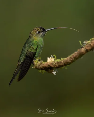 Lifelike - Brylancik modroczelny (Heliodoxa leadbeateri)
Autor
#photoexplorer #foto...