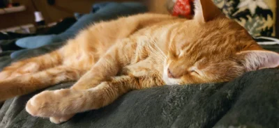 WideOpenShut - Chyba nie ma nic bardziej relaksującego niż leżenie z kotem na kolanac...
