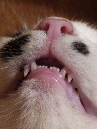 asadasa - Zrelaksowana kota często śpi z otwartym pyszczkiem ( ͡° ͜ʖ ͡°)

#pokazkot...