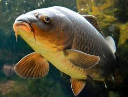 KINGANTONIO - Cieszę się jak ryba w wodzie

#famemma