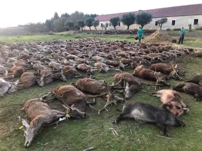 anadyomenel - Według tego artykułu, w Portugalii miejsce na fotowoltaikę zrobiono tak...