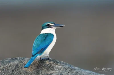 Lifelike - Łowczyk obrożny (Todiramphus chloris)
Autor
#photoexplorer #fotografia #...