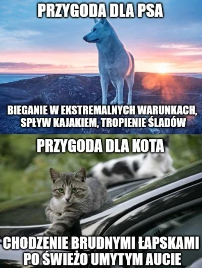 Justyna712 - Jestem kociarą, ale popełniłam mema. (ʘ‿ʘ) #psy #koty #koteczkizprzypadk...