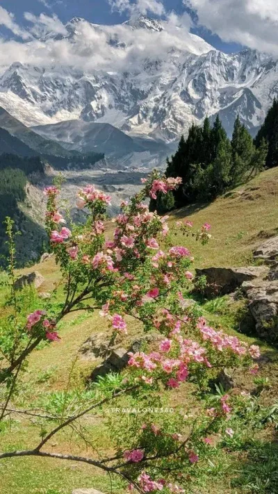 Borealny - Nanga Parbat, Pakistan 
#gory #earthporn #natura