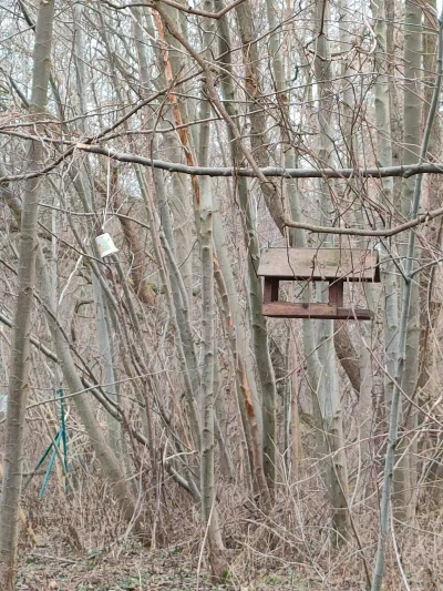 kartofel - Misja zakończona. Ptaków dzisiaj było w sumie mało, ale sikorki nie zawiod...