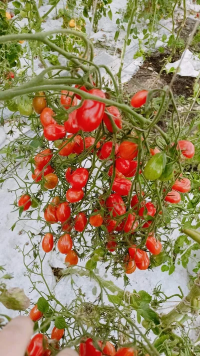 KornKid - Miraski z #ogrodnictwo #pomidory #dzialka #uprawiajzwykopem #hobby mam na s...