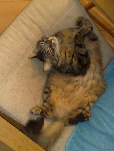 xblackwidowx - zawsze mnie zadziwia jak koty potrafia sie wygiac podczas snu, przecie...