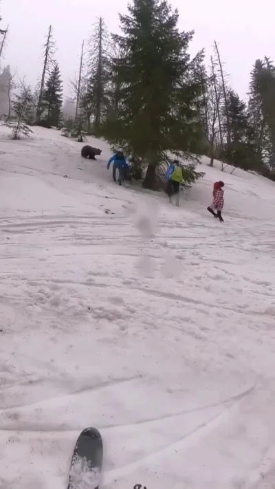 Zapaczony - Spotkanie z niedźwiedziem po słowackiej stronie Tatr.

#tatry #gory #pr...