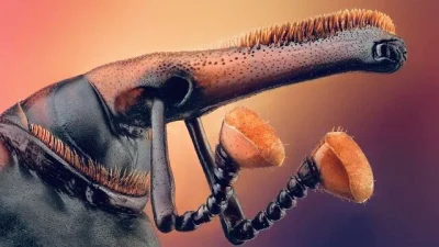 cheeseandonion - >Microscope view of the head of a red palm weevil (rhynchophorus fer...