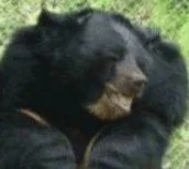 Ommadawn - @wfyokyga: jaki oblech z tego niedźwiedzia, masakra ( ͡° ͜ʖ ͡°)

 Co tam ...