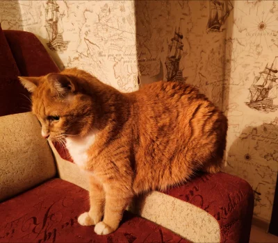 AgentGRU - Stoi, siedzi czy leży? ( ͡° ͜ʖ ͡°)
#koty #smiesznekotki