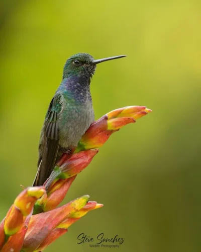 Lifelike - Andokoliberek modrolicy (Urochroa leucura)
Autor
#photoexplorer #fotogra...