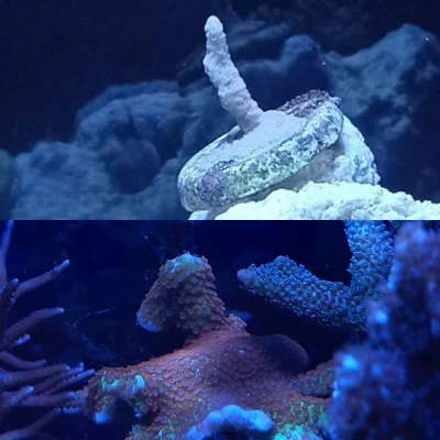 Imnotokej - Pamiętacie mój post o ratowaniu korala Seriatopora z kilku cudem uratowan...