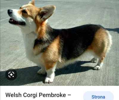 gocha_34 - Chciałbym mieć kiedy hodowle corgi... 
#pies
#corgi
