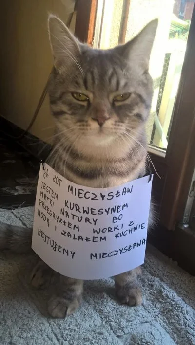 Mortas - @hplaserjet4250: Kot wyraźnie prosi się o publiczne szkalowanie w internecie...