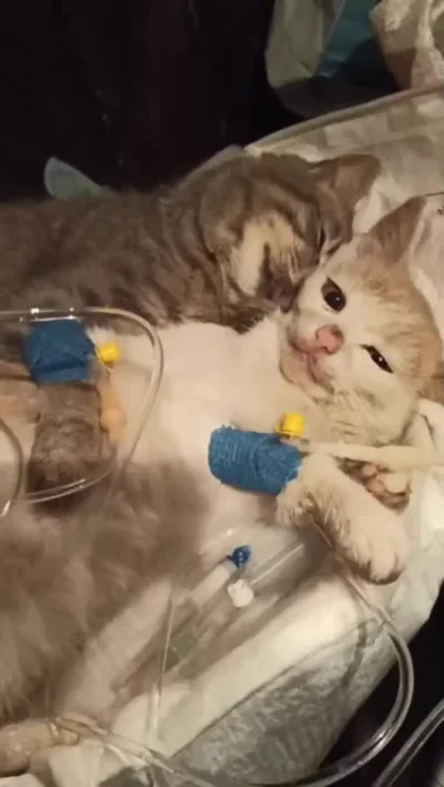 Matemit - Z reddita. (╯︵╰,)

''Cat comforts buddy after they were rescued from free...