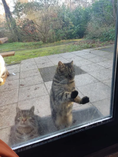 fcpierniczek - Inspektor Kot proszę otworzyć