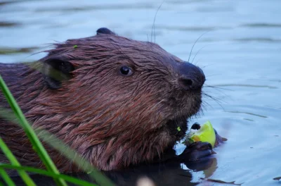 Nokimochishii - W Rosji tęgie mrozy, nawet do -60 stopni, więc natura ich nie oszczęd...