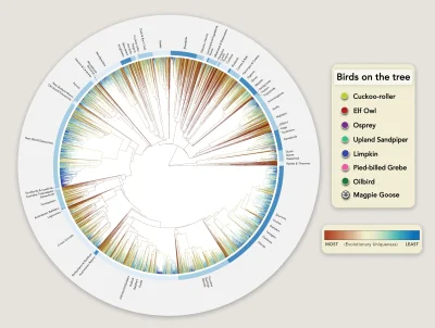 Lifelike - Drzewo filogenetyczne ptaków
Drzewo filogenetyczne
#graphsandmaps #nauka...