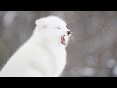 starnak - ARCTIC FOXES in the Snow