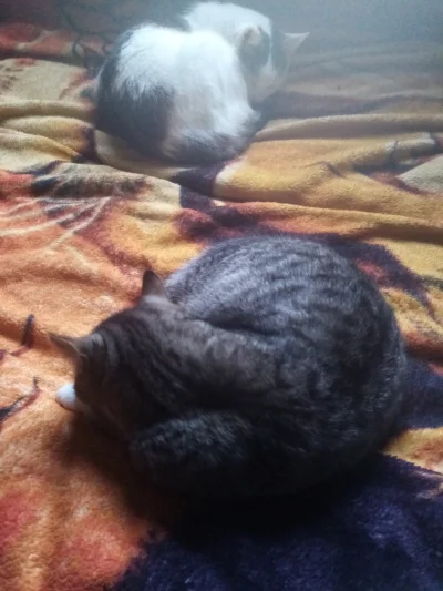 Sloik-2078 - Kitki sobie leżą na łóżku
#koty #kitku